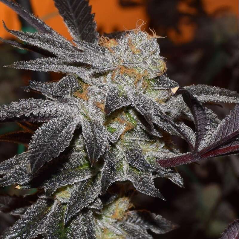 Girl Scout Cookies Strain Marijuana Teen Plants