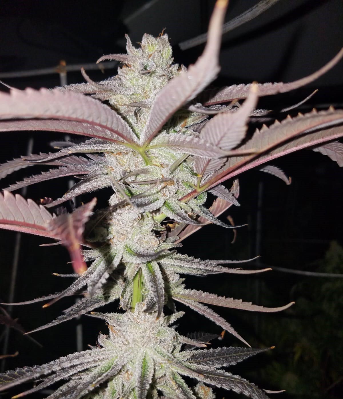 Ice Cream Cake Strain Marijuana Teen Plants