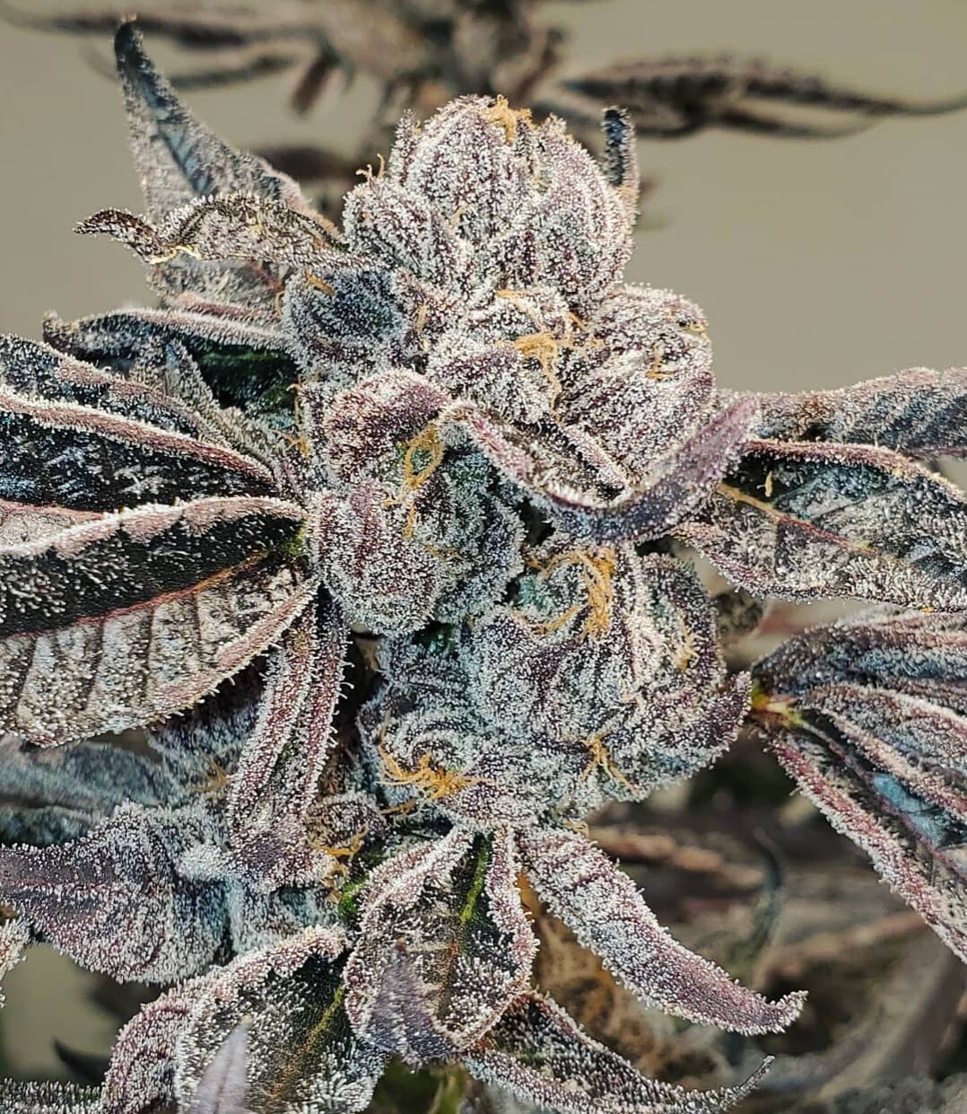 Runtz Strain Marijuana Teen Plants
