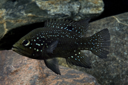 Cichlid Starry Night  (Paratilapia Polleni) (Bleekeri)