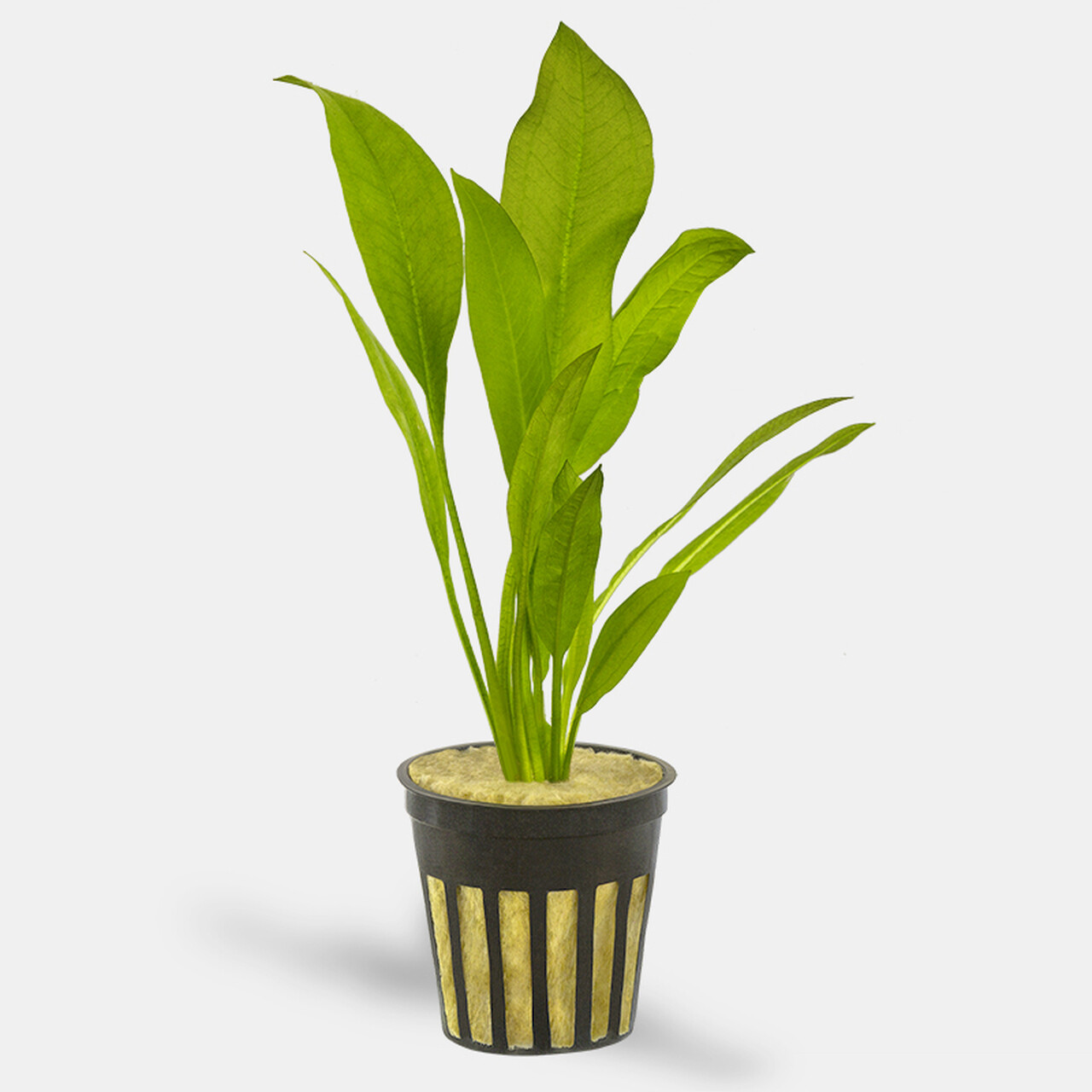 Plant Amazon Sword Md
