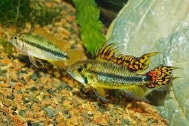 Cichlid Apistogramma Cacatouides Reg