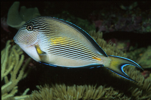 Tang Sohal Red Sea Sm