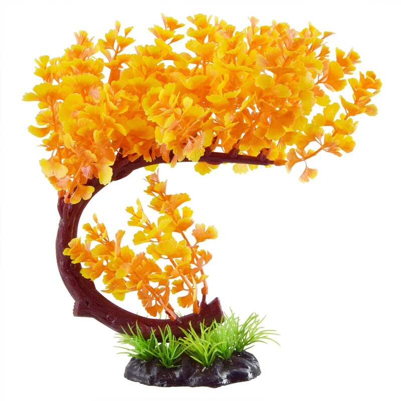 Bacopa Bonsai - OrangeBacopa Bonsai - Orange