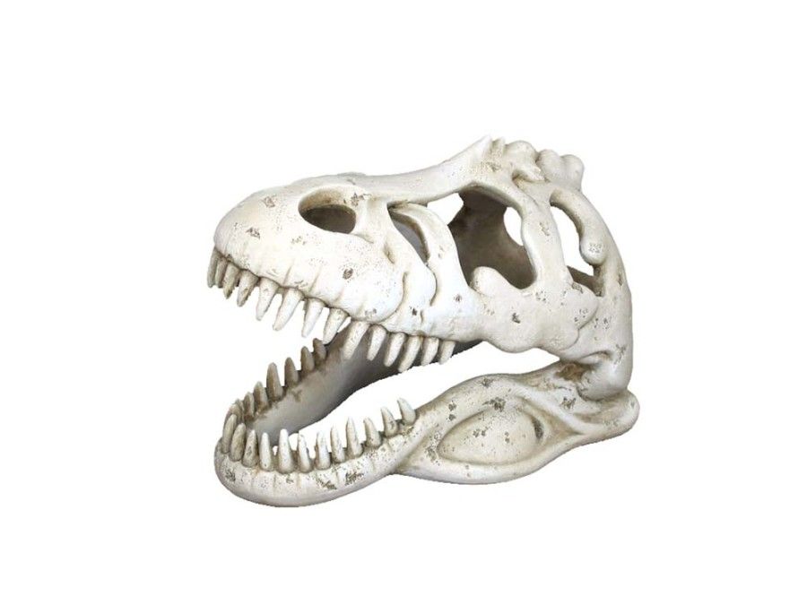 WEC CATACOMBS T-REX SKULL