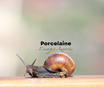Porcelaine