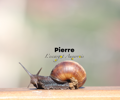 Pierre