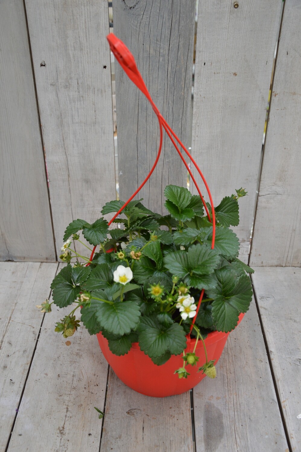 Strawberry Hanging Basket