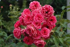 Elmshorn Rose