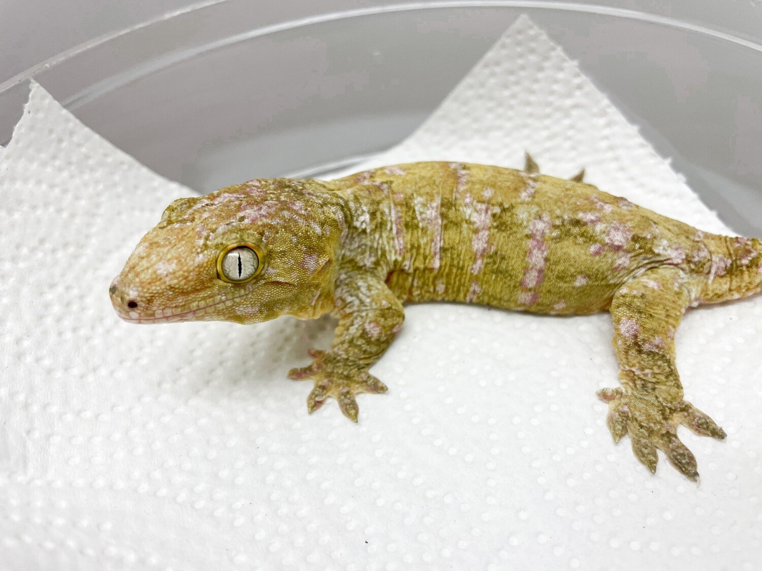 SUPER PINK / RASPBERRY Pure Pine Island Rhacodactylus Leachianus Giant Gecko [Male] [TOXIC] [UE058]