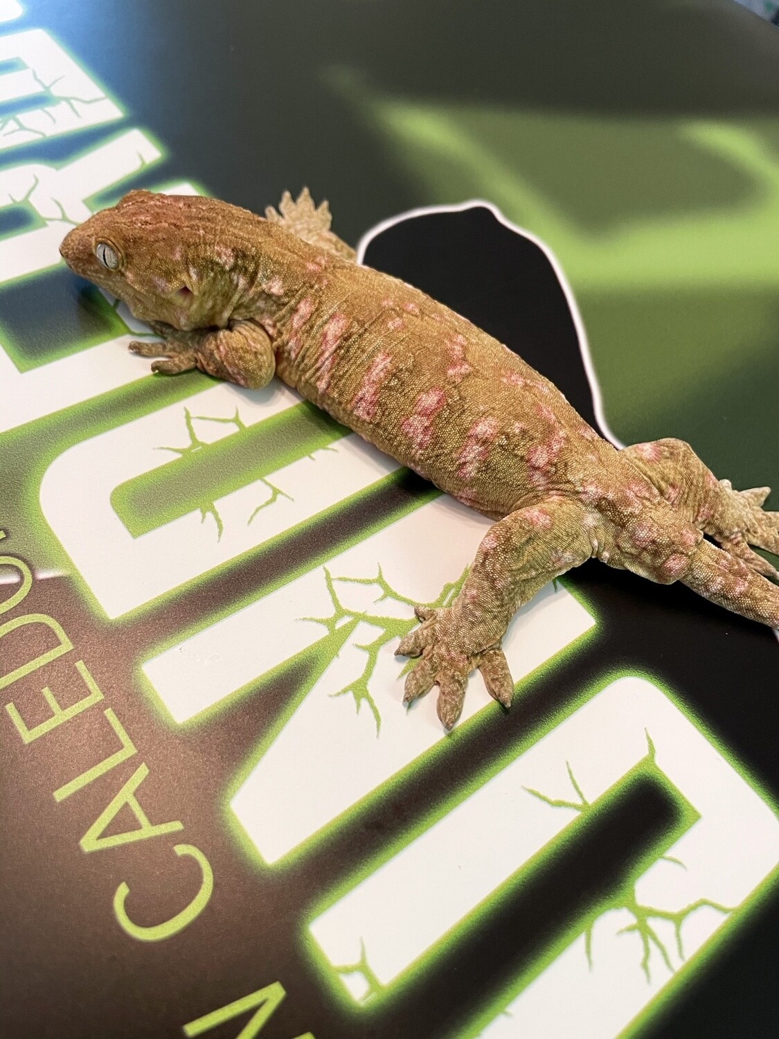 SUPER PINK Pure Pine Island Rhacodactylus Leachianus Giant Gecko [Female] [Frequency] [UE054]