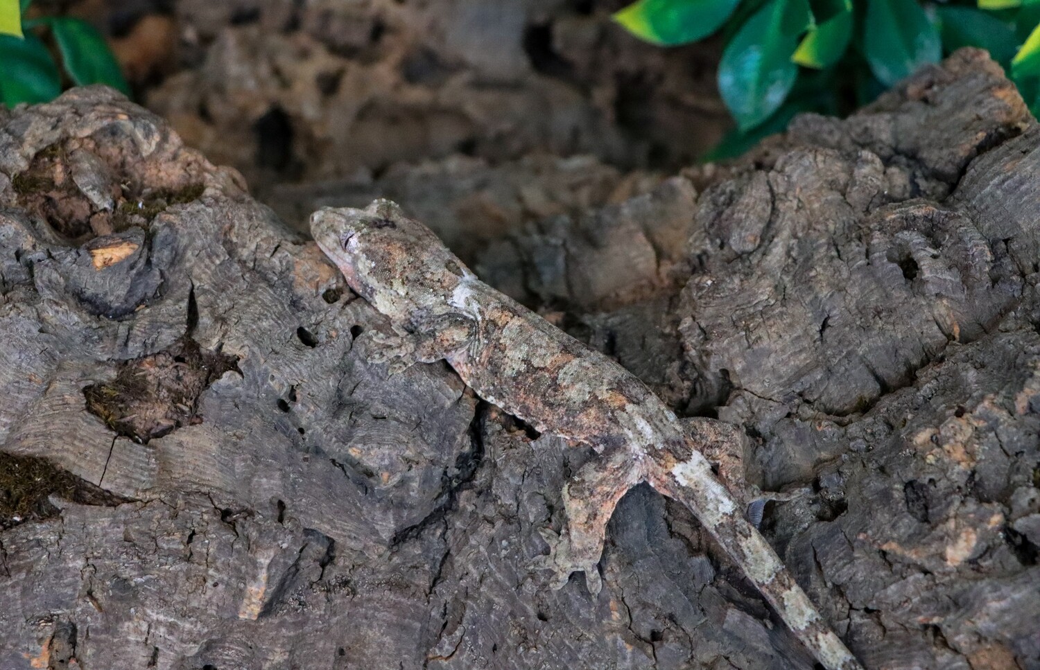 FINAL PAYMENT--- HIGH COLOR White Collar Mniarogekko Chahoua Chewie Gecko [Prob Male] [Blackjack] [UE042]