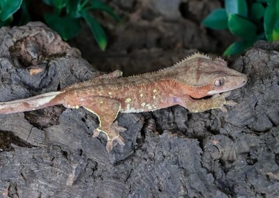 RTB BRIGHT PORTHOLE Red Phantom Crested Gecko [Male] [Riddick] [UE009]
