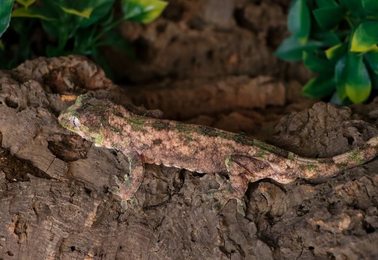 RTB HIGH COLOR Red & Green Mniarogekko Chahoua Chewie Gecko [Male] [Splinter] [UEGC023]