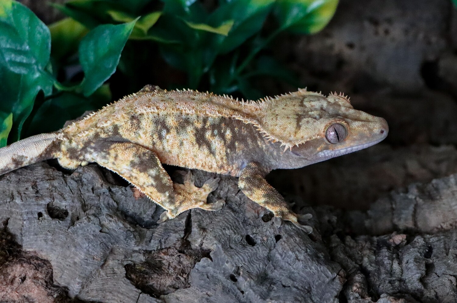 Extreme Tricolor Crested Gecko [Male] [Zion] [UE047]