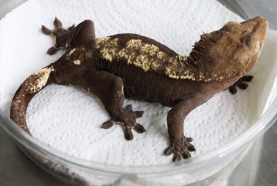 Proven Deep Brown Bicolor Crested Gecko [Female] [Chocolate] [UE044]