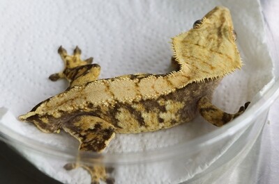 HIGH COLOR & PATTERN Tricolor Crested Gecko [Male] [Cosmo] [UE048]