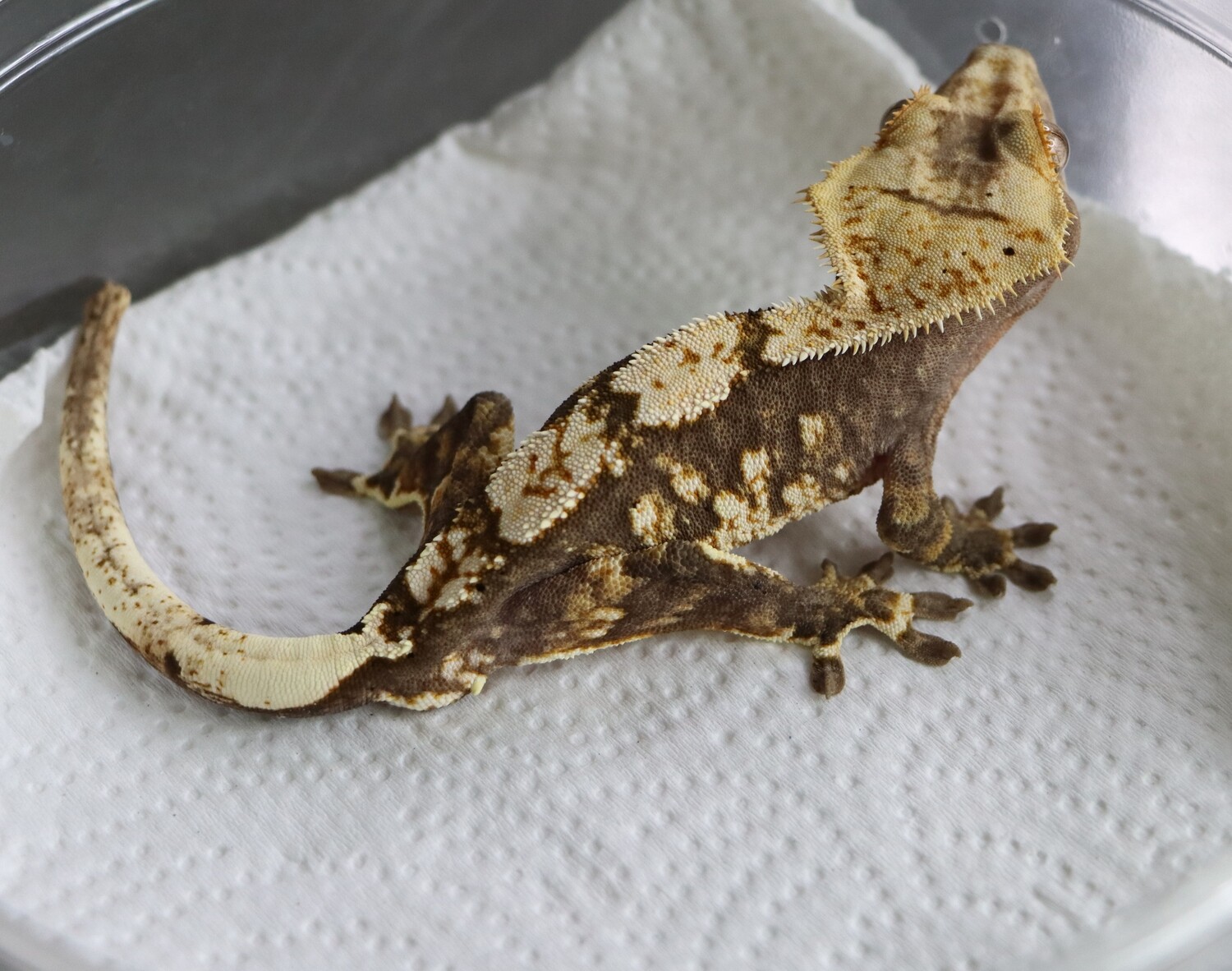 High Pattern Tricolor Crested Gecko [Male] [Brock] [UE013]