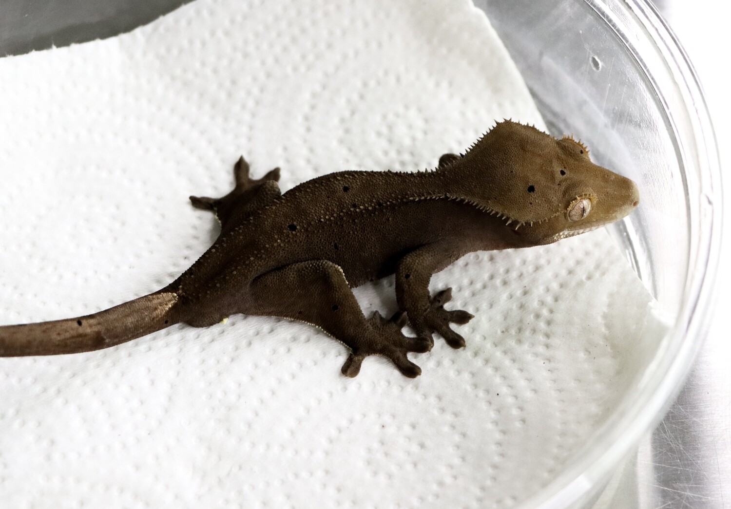 DEPOSIT ONLY --- Dark Brown Charcoal Correlophus CIliatus Crested Gecko [Male] [Haunter] [UE031]