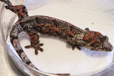 RTB SUPER PINK HIGH COLOR White Collar Mniarogekko Chahoua Chewie Gecko [Female] [Volcano] [UEGC024]