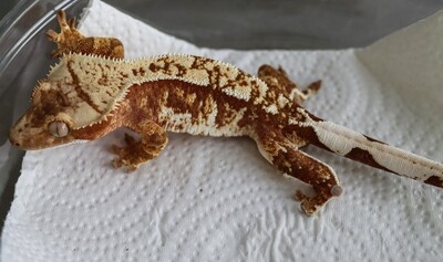 TRUE WHITE HIGH COVERAGE Tricolor Crested Gecko [Male] [Knox] [UE014]