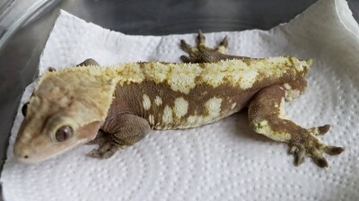 Proven Paper White High Cover Pattern Correlophus CIliatus Crested Gecko [Male] [Splatter] [UE056]