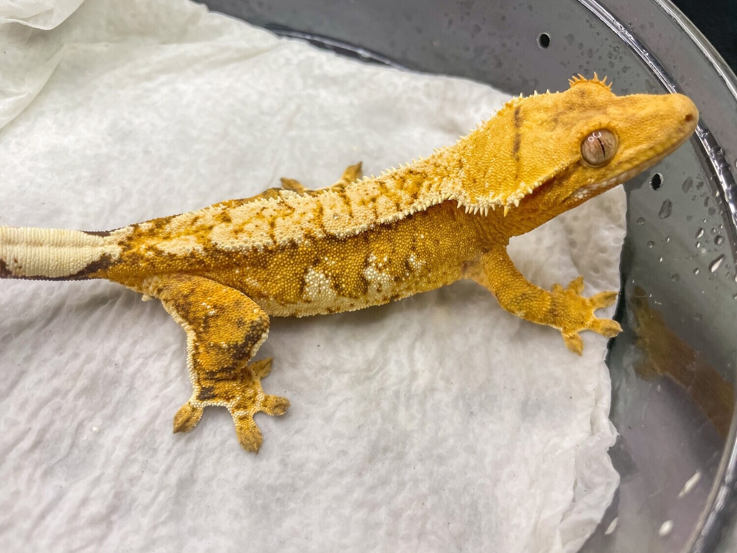 Stunning Gold Whiteout Crested Gecko [Female] [Casino] [UE020]