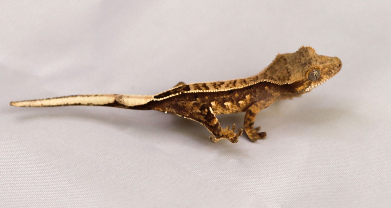 PARTIAL PIN HARLEQUIN - Dalmatian [Unsexed] [UEJR019] Crested Gecko Correlophus Ciliatus