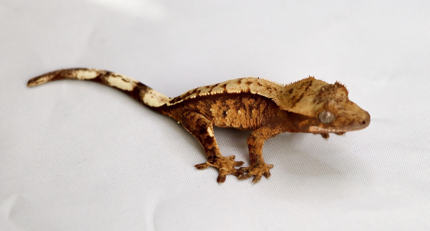 HIGH COLOR - Harlequin Dalmatian [Unsexed] [UEJR017] Crested Gecko Correlophus Ciliatus
