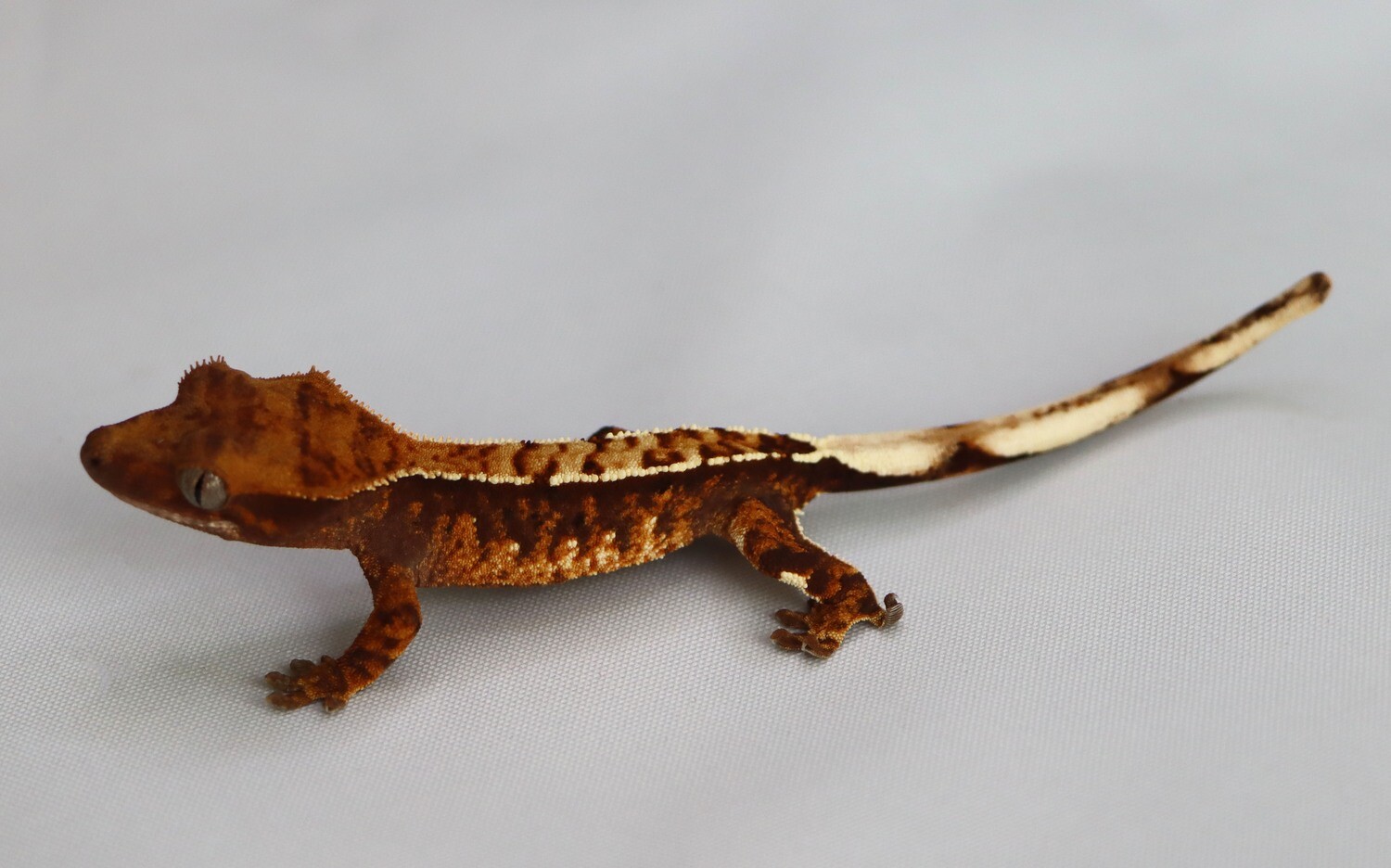 HIGH CONTRAST - Tricolor Harlequin [Unsexed] [UEJR014] Crested Gecko Correlophus Ciliatus