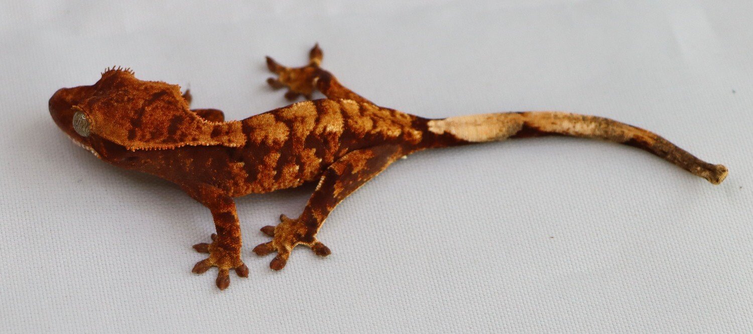 EXPLOSIVE COLOR - Red Extreme Harlequin/Tiger [Unsexed] [UEGC035] Crested Gecko Correlophus Ciliatus