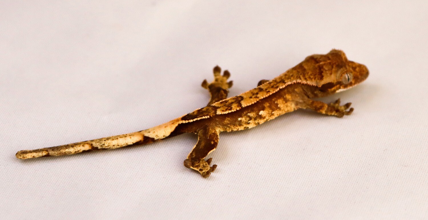 Tricolor Harlequin [Unsexed] [UEGC043] Crested Gecko Correlophus Ciliatus