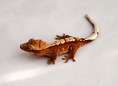 ULTRA RED - Red Harlequin [Unsexed] [UEGC055] Crested Gecko Correlophus Ciliatus
