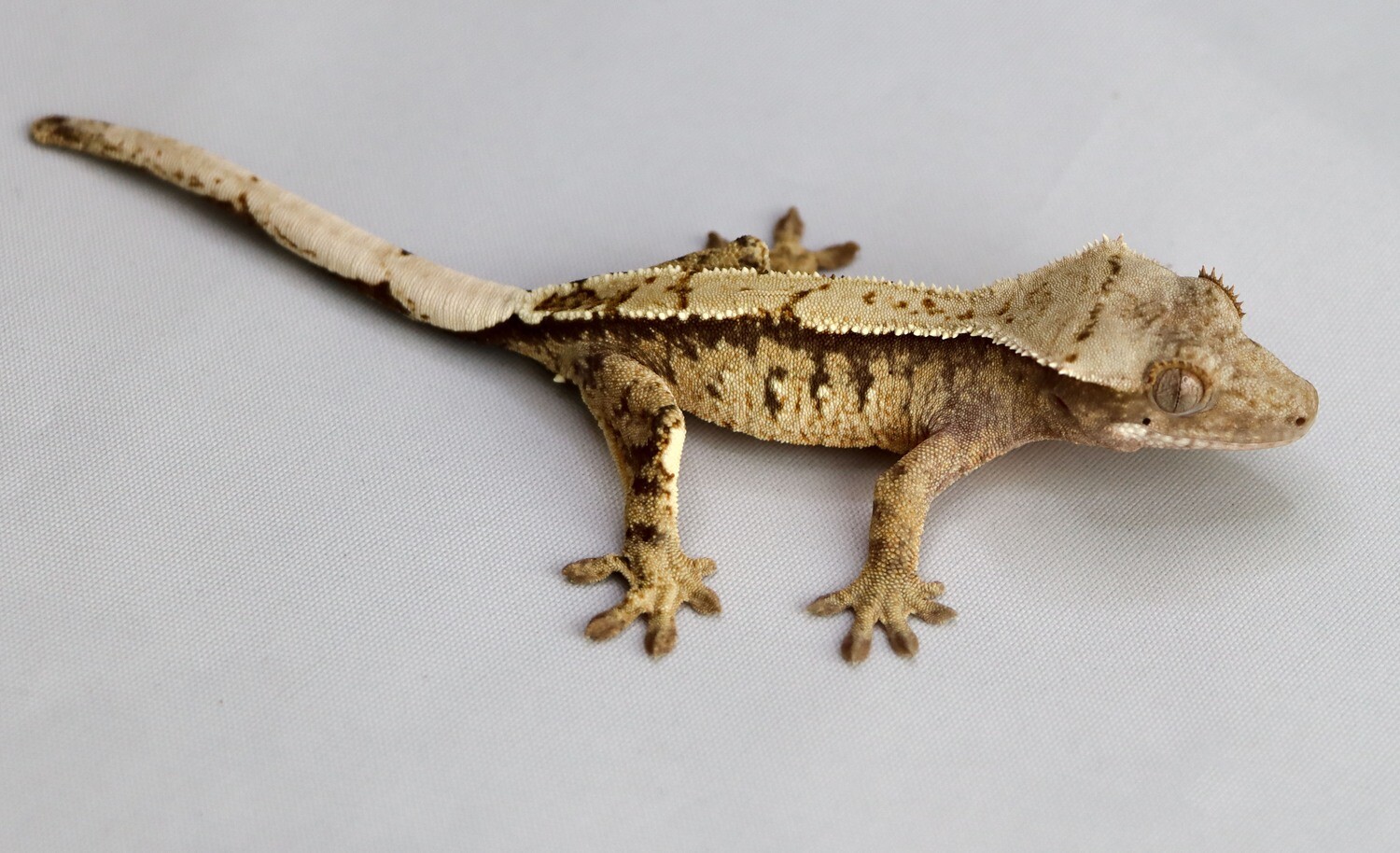 HIGH COVERAGE - Extreme Harlequin [Prob Male] [UEGC045] Crested Gecko Correlophus Ciliatus
