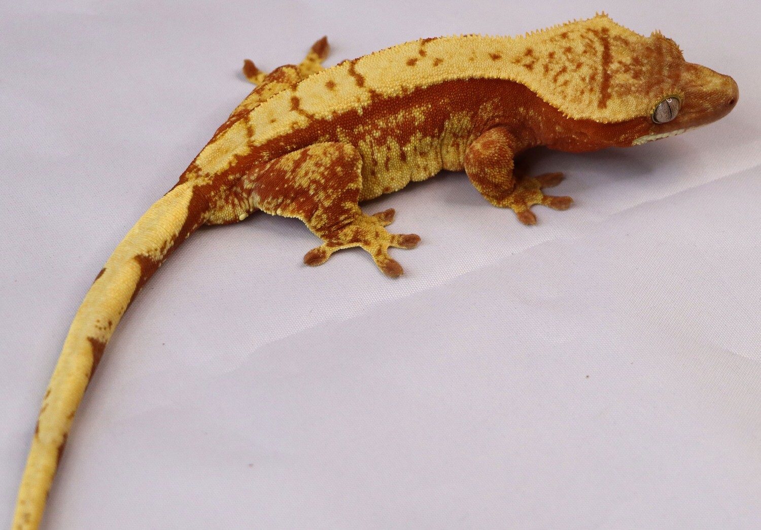 READY TO BREED INSANE RED SCORCH - Harlequin [Female] [UE126] Crested Gecko Correlophus Ciliatus