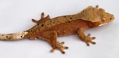 SUPER DALMATIAN [Male] [UE127] Crested Gecko Correlophus Ciliatus