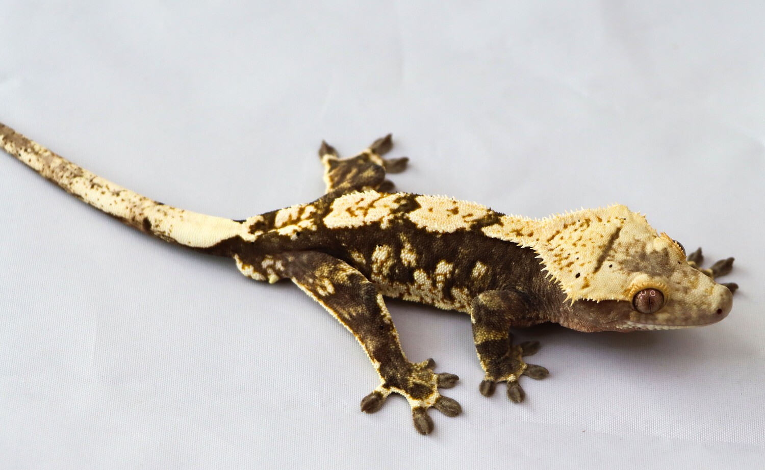 High Cover Cream Harlequin [Male] [UE013] Crested Gecko Correlophus Ciliatus