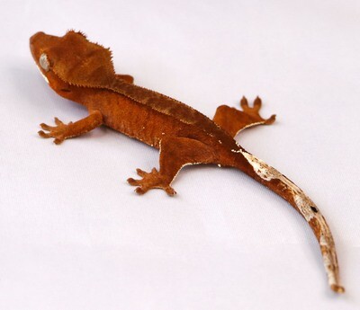 BRIGHT RUST [Male] [UE093] Crested Gecko Correlophus Ciliatus