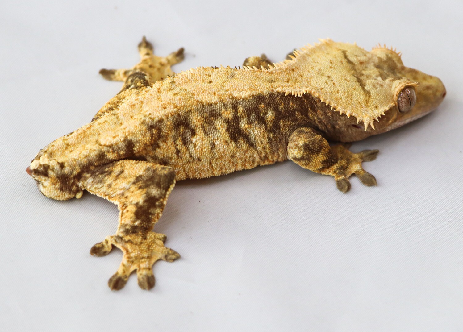 READY TO BREED PASTEL SPLATTER - Extreme Harlequin [Male] [UE048] Crested Gecko Correlophus Ciliatus