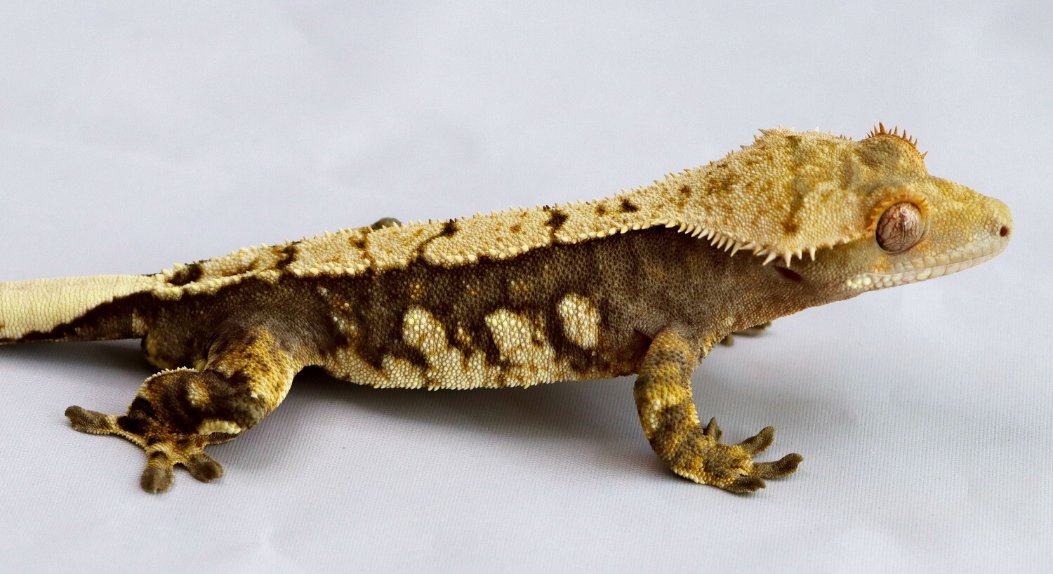 High Pattern Extreme Harlequin [Male] [UE023] Crested Gecko Correlophus Ciliatus