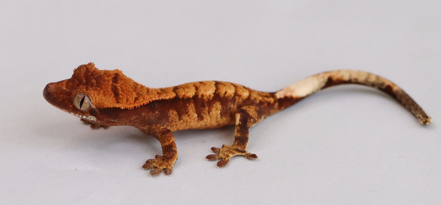 HIGH COLOR - Inkspot Harlequin [Unsexed] [UEGC040] Crested Gecko Correlophus Ciliatus