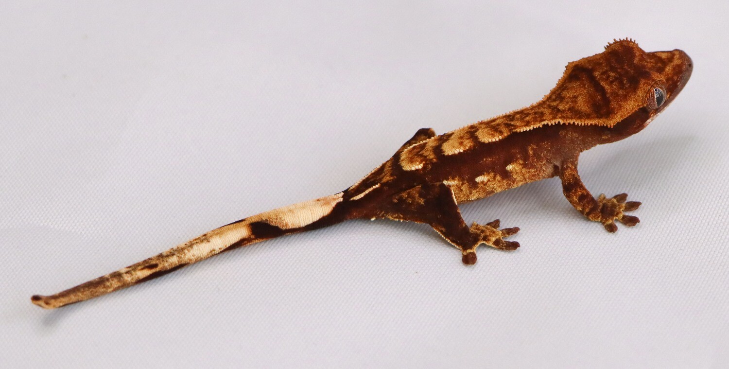 Port Hole Harlequin [Unsexed] [UEGC037] Crested Gecko Correlophus Ciliatus