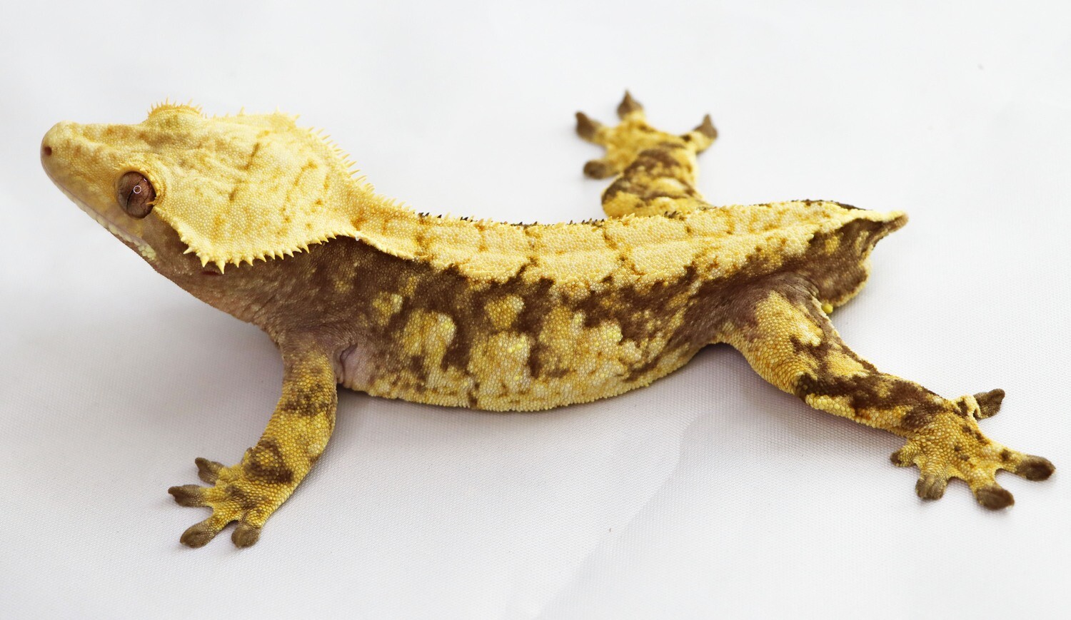 READY TO BREED BRIGHT YELLOW - Extreme Harlequin [Male] [UE048] Crested Gecko Correlophus Ciliatus