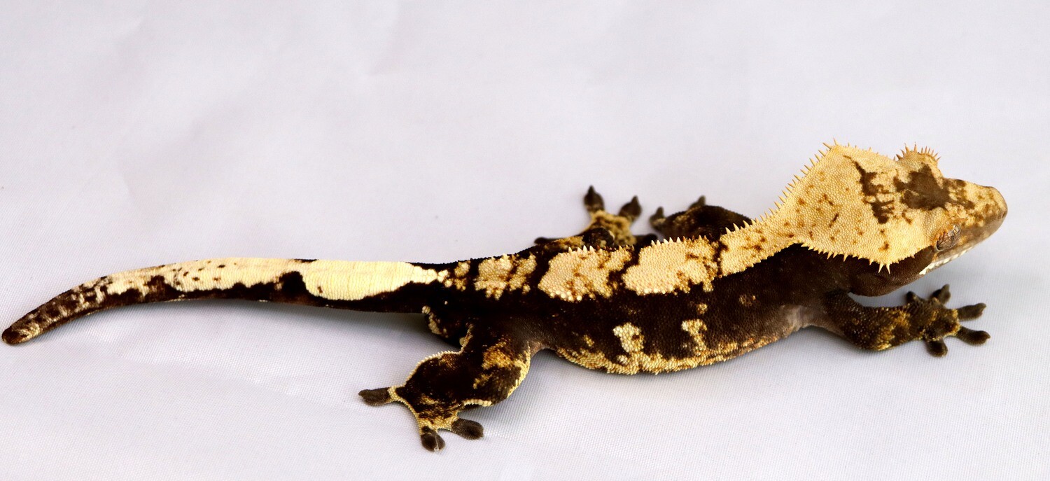 BLACK OUT - Black Base Harlequin [Male] [UE073] Crested Gecko Correlophus Ciliatus