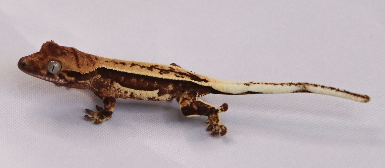 INSANE PINSTRIPE - Whitewall Harlequin [Unsexed] [UEJR020] Crested Gecko Correlophus Ciliatus