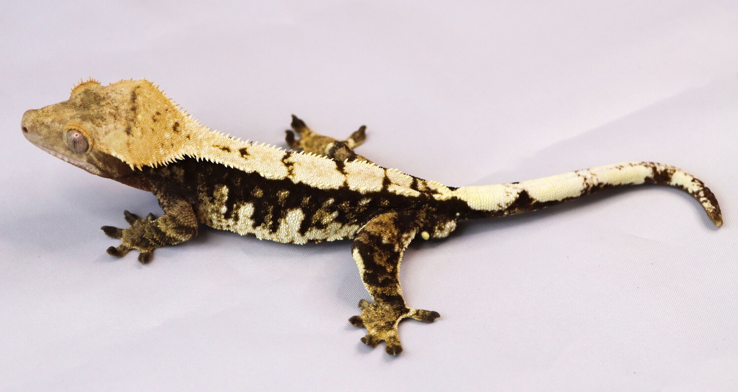 PROVEN WHITE EXTREME HARLEQUIN [Male] [UE130] Crested Gecko Correlophus Ciliatus
