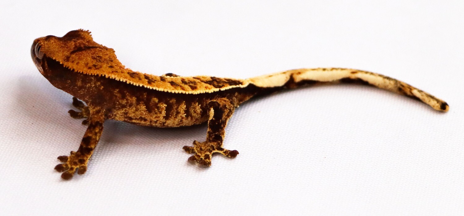 HIGH PATTERN - Extreme Harlequin [Unsexed] [UEJR010] Crested Gecko Correlophus Ciliatus