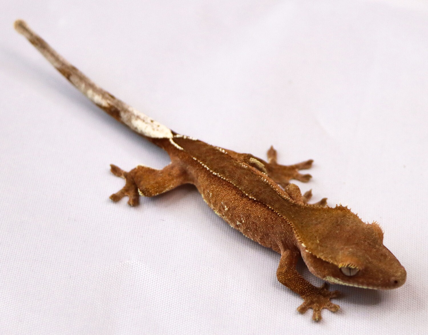 Tan Red with Bright Pinning [Prob Male] [UE094] Crested Gecko Correlophus Ciliatus