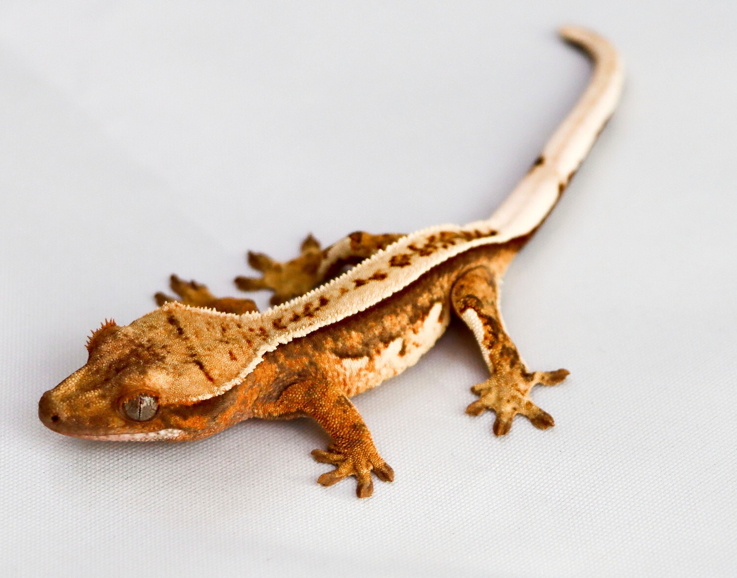 WILDCARD - EXTREME FULL PIN [Poss Female] [UE087] Crested Gecko Correlophus Ciliatus