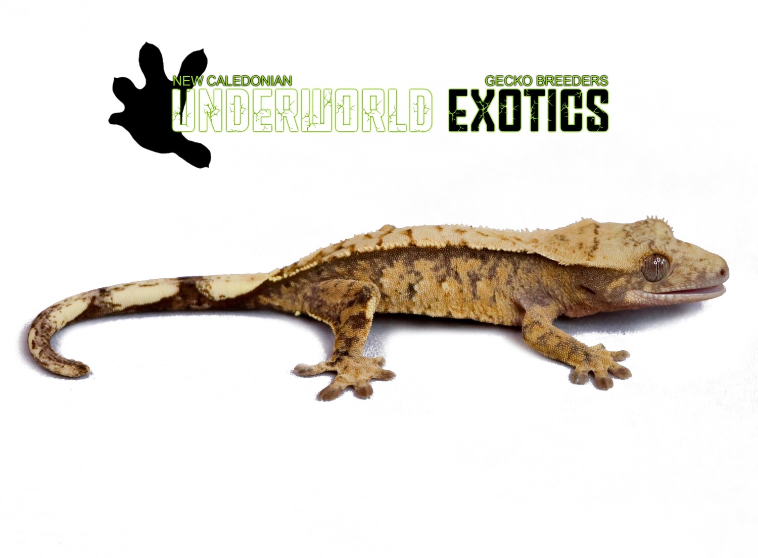 [UEJR017] Unsexed High Pattern Crested Gecko Correlophus Ciliatus